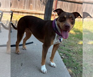 Mutt Dogs for adoption in Great Bend, KS, USA