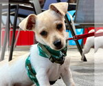 Small #5 Chihuahua Mix