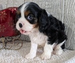 Puppy Finn Cavalier King Charles Spaniel