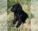 Small Photo #3 Goldendoodle Puppy For Sale in KANSAS CITY, MO, USA