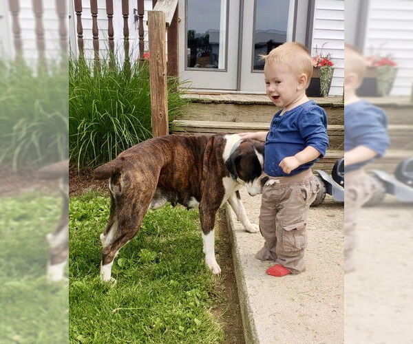 Medium Photo #2 Boxer Puppy For Sale in Dumont, NJ, USA
