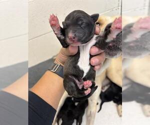 Labrador Retriever-Unknown Mix Dogs for adoption in San Antonio, TX, USA