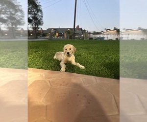 Golden Retriever Puppy for sale in MIRA LOMA, CA, USA