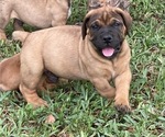 Small Photo #6 Boerboel Puppy For Sale in WEST PALM BCH, FL, USA