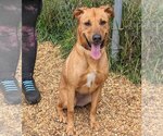 Small #2 Black Mouth Cur Mix
