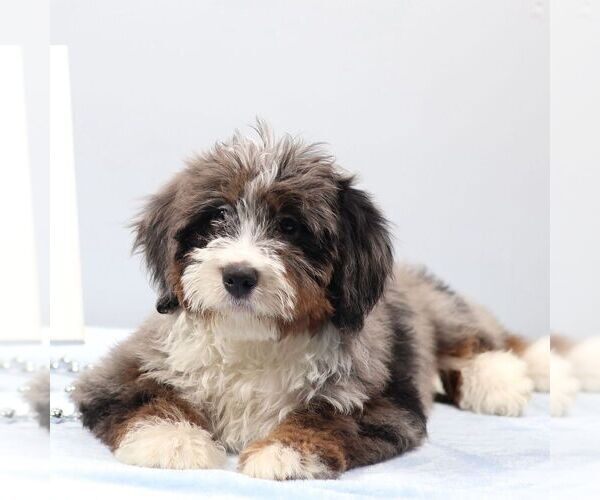 Medium Photo #1 Bernedoodle (Miniature) Puppy For Sale in LIVINGSTON, WI, USA