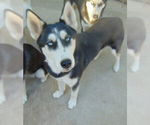 Dottie - Female Siberian Husky-Unknown Mix Dog for Adoption - Photo #3