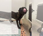 Small #2 American Pit Bull Terrier Mix