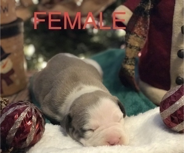 Medium Photo #9 American Bully Puppy For Sale in SALEM, IL, USA