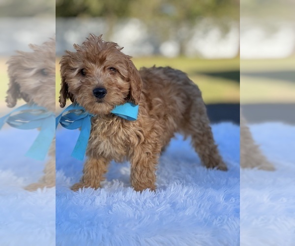 Medium Photo #6 Goldendoodle (Miniature) Puppy For Sale in FROSTPROOF, FL, USA