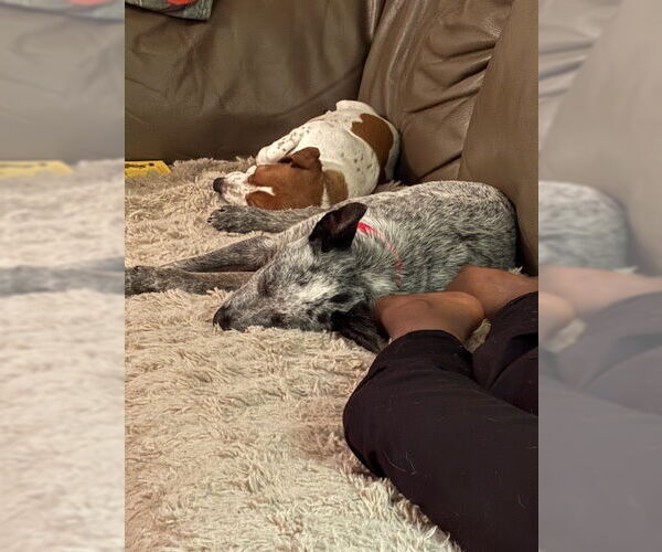 Medium Photo #4 Mutt Puppy For Sale in Garden City, NY, USA