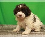 Small Photo #2 Poodle (Toy) Puppy For Sale in SHAWNEE, OK, USA