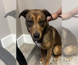 German Shepherd Dog-Unknown Mix Dogs for adoption in Redlands, CA, USA