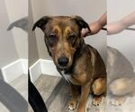 Small German Shepherd Dog Mix