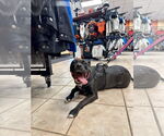 Small #16 American Pit Bull Terrier Mix