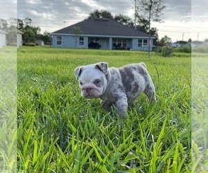 English Bulldog Puppy for Sale in PORT SAINT LUCIE, Florida USA