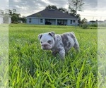 Small Photo #1 English Bulldog Puppy For Sale in PORT SAINT LUCIE, FL, USA