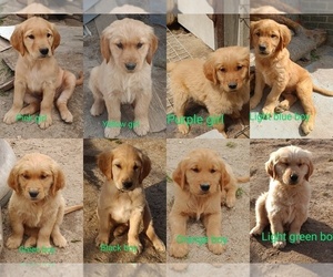 Cocker Spaniel Puppy for sale in WAKE FOREST, NC, USA