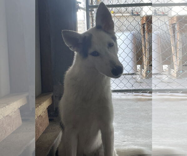 Medium Photo #1 Gerberian Shepsky Puppy For Sale in El Centro, CA, USA