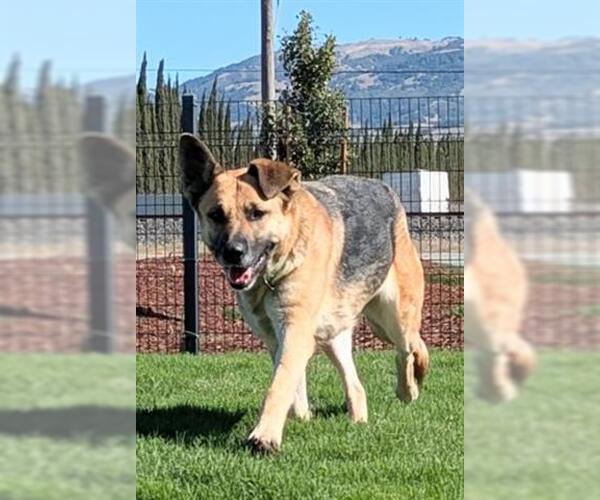 Medium Photo #3 German Shepherd Dog Puppy For Sale in San Martin, CA, USA