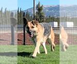 Small #2 German Shepherd Dog