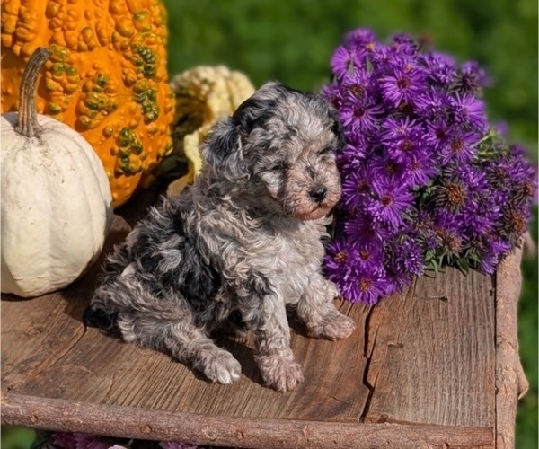 Medium Photo #2 Poodle (Toy) Puppy For Sale in GOSHEN, IN, USA