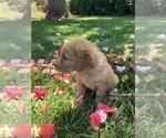 Small Photo #18 Labradoodle Puppy For Sale in DURHAM, CA, USA