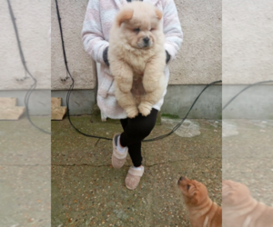 Chow Chow Puppy for sale in MORGAN HILL, CA, USA