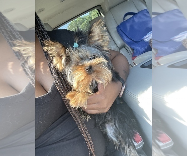 Full screen Photo #1 Yorkshire Terrier Puppy For Sale in NORFOLK, VA, USA