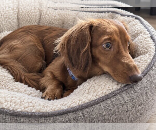 Medium Photo #3 Dachshund Puppy For Sale in St. Louis Park, MN, USA