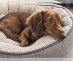 Small Photo #3 Dachshund Puppy For Sale in St. Louis Park, MN, USA