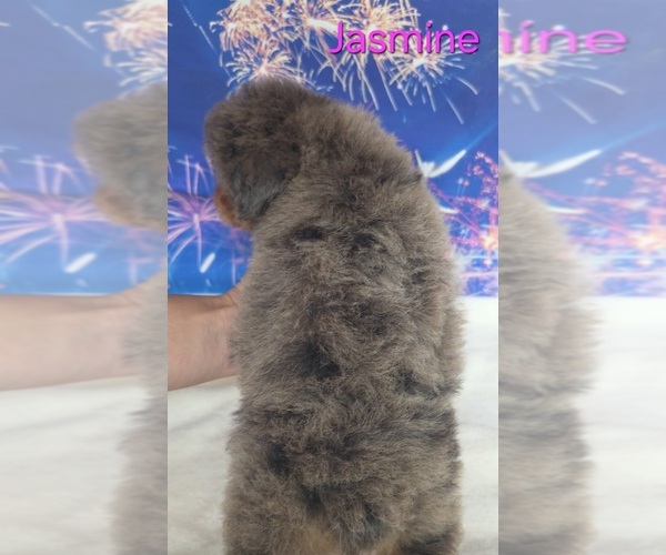 Medium Photo #3 Australian Shepherd-Poodle (Toy) Mix Puppy For Sale in AZLE, TX, USA