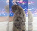 Small #2 Australian Shepherd-Poodle (Toy) Mix