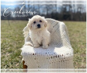 Havachon Puppy for sale in NIANGUA, MO, USA