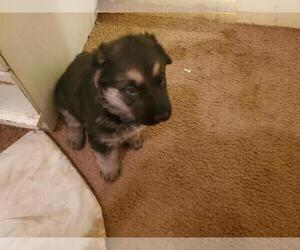 German Shepherd Dog Puppy for sale in COPPERAS COVE, TX, USA