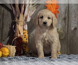 Medium Labradoodle-Poodle (Miniature) Mix