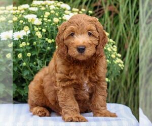 Goldendoodle (Miniature) Puppy for sale in EAST EARL, PA, USA