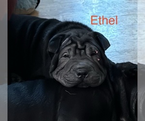 Chinese Shar-Pei Puppy for sale in EAU CLAIRE, WI, USA