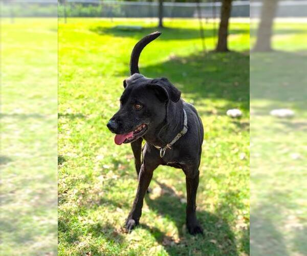 Medium Photo #2 Labrador Retriever-Unknown Mix Puppy For Sale in Texas City, TX, USA