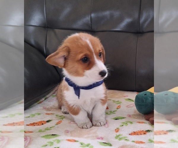 Medium Photo #2 Pembroke Welsh Corgi Puppy For Sale in ARROYO GRANDE, CA, USA