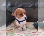 Small #1 Pembroke Welsh Corgi