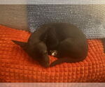 Small #1 Chihuahua Mix