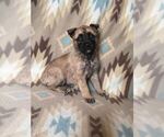 Small Photo #10 Alusky-Dutch Shepherd Dog Mix Puppy For Sale in VINTONDALE, PA, USA