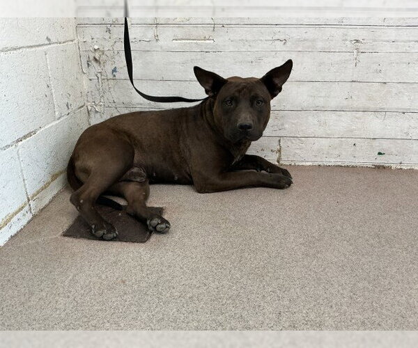 Medium Photo #1 Mutt Puppy For Sale in San Bernardino, CA, USA