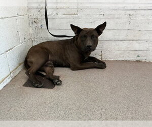 Mutt Dogs for adoption in San Bernardino, CA, USA