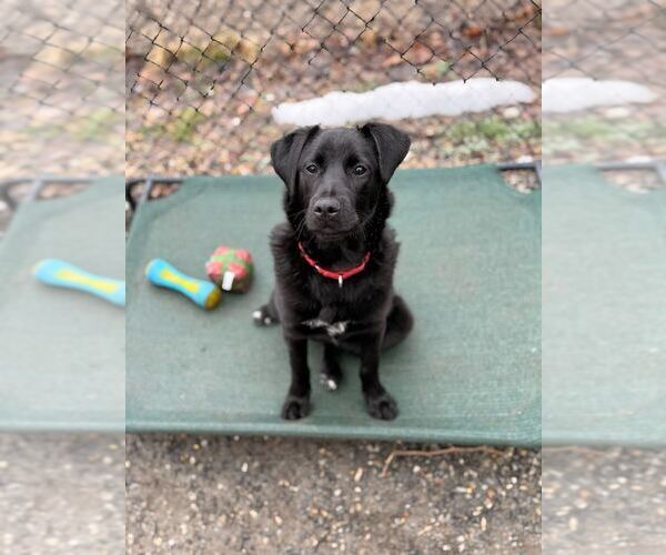 Medium Photo #9 Mutt Puppy For Sale in Elmsford, NY, USA