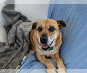 Labrador Retriever-Mountain Cur Mix Dogs for adoption in Caribou, ME, USA