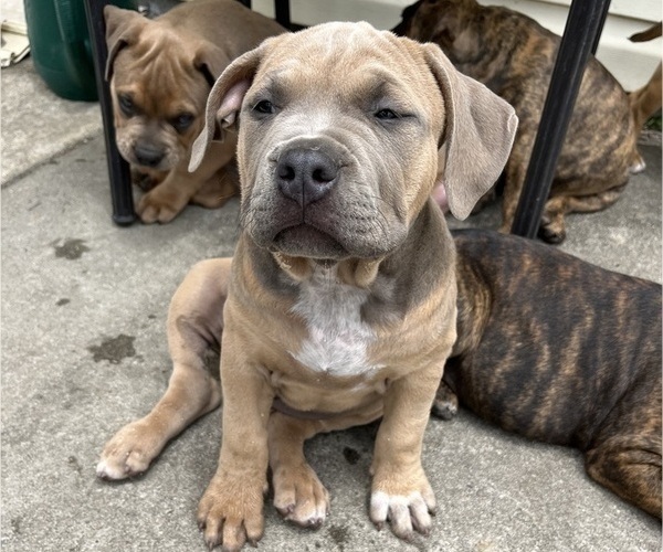 Medium Photo #4 American Bully Puppy For Sale in MYRTLE BEACH, SC, USA
