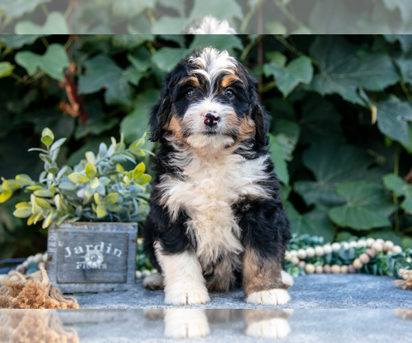 Medium Photo #2 Bernedoodle (Miniature) Puppy For Sale in APPLE CREEK, OH, USA