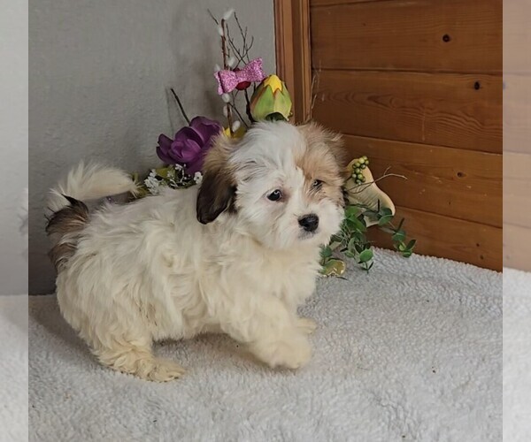 Medium Photo #9 Peke-A-Poo Puppy For Sale in JASONVILLE, IN, USA